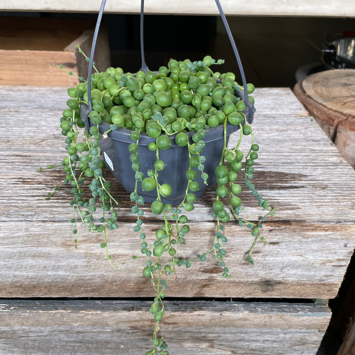 How to Care for String of Pearls Plants - A Beautiful Mess